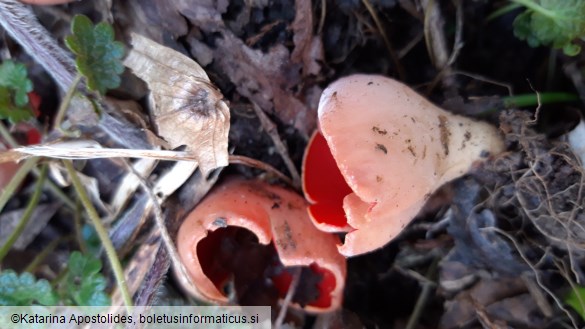 Sarcoscypha coccinea