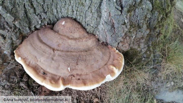 Ganoderma applanatum