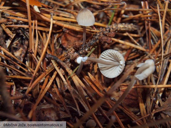 Mycena galopus