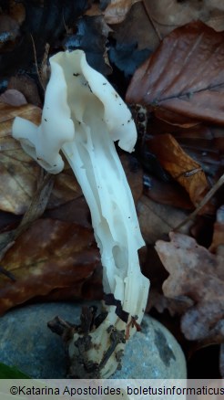 Helvella crispa