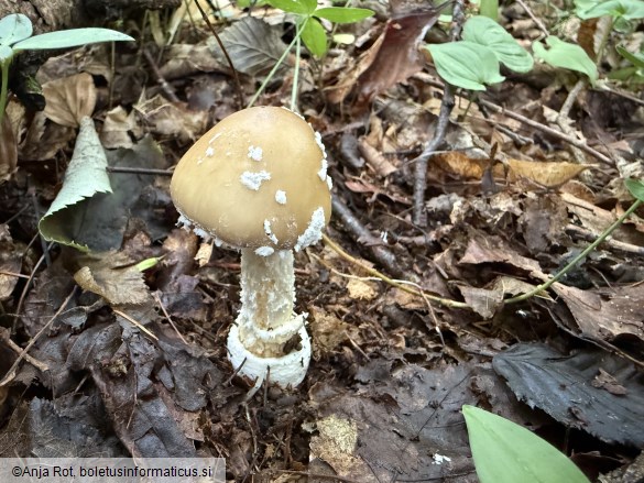 Amanita pantherina