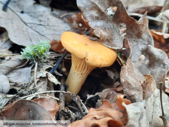 Cantharellus cibarius