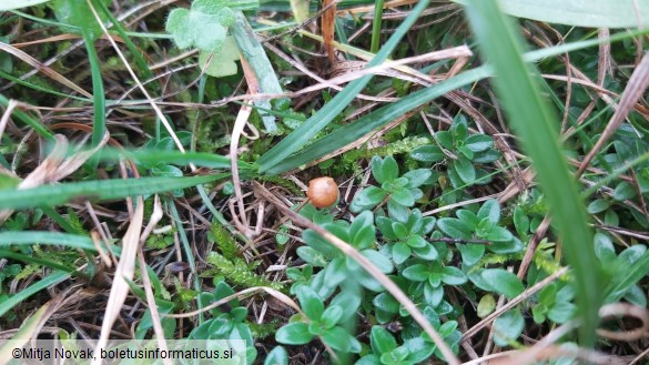 Galerina vittiformis