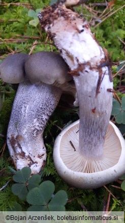 Tricholoma saponaceum