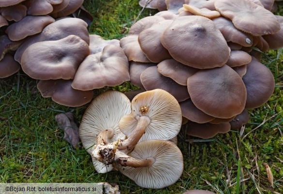 Lyophyllum loricatum