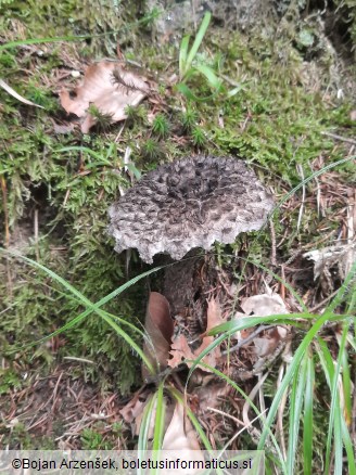 Strobilomyces strobilaceus