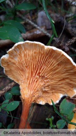 Hygrophoropsis aurantiaca