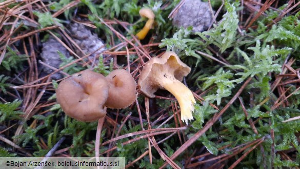 Cantharellus tubaeformis