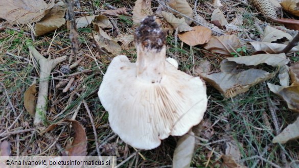 Tricholoma pessundatum