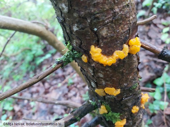 Dacrymyces chrysospermus