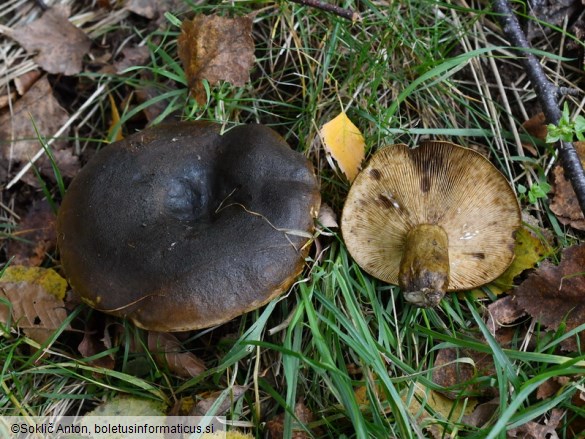 Lactarius necator