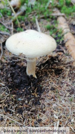 Cortinarius caperatus