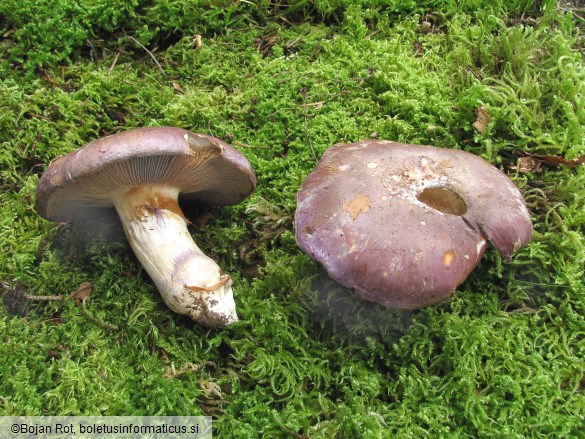 Cortinarius cumatilis