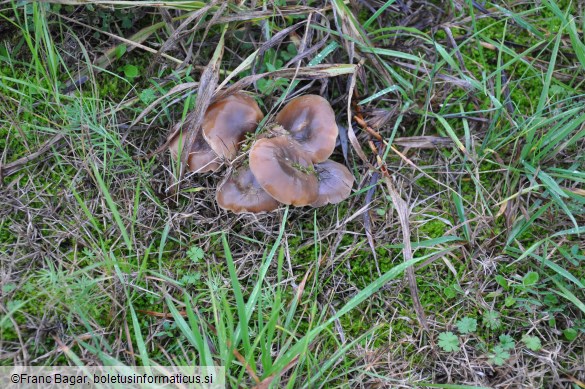 Lyophyllum decastes