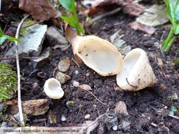 Sarcoscypha austriaca