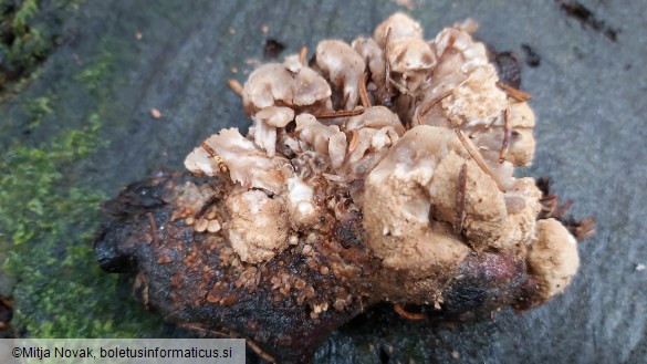 Asterophora lycoperdoides