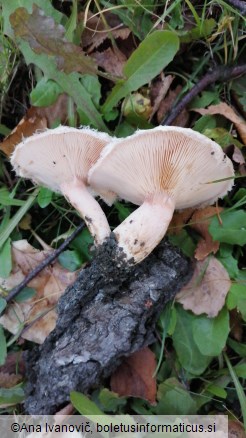 Lactarius pubescens