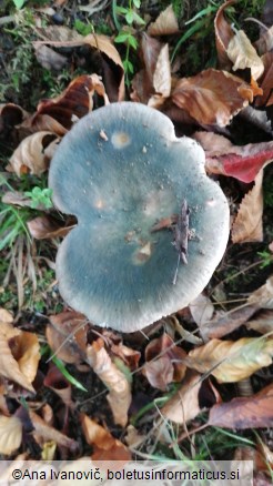 Russula heterophylla