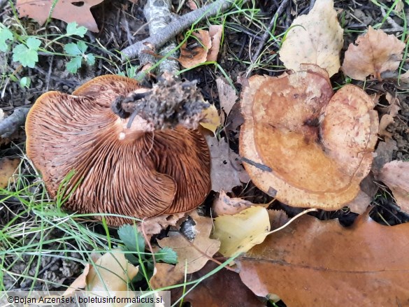 Paxillus involutus
