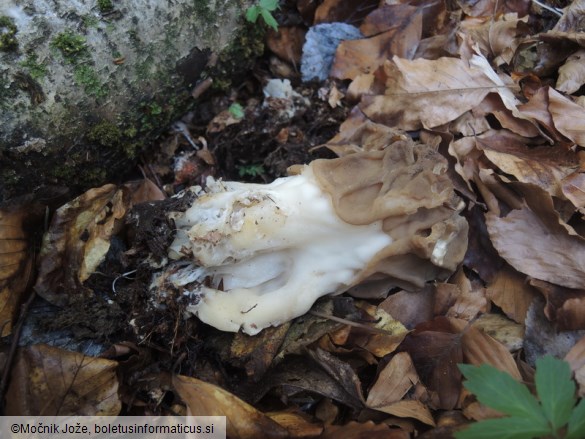 Gyromitra ticiniana