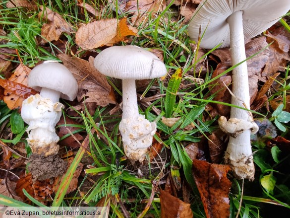 Amanita simulans