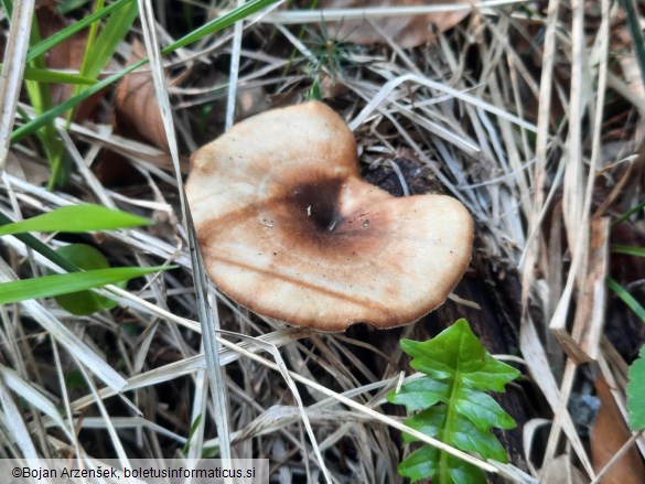 Lentinus brumalis