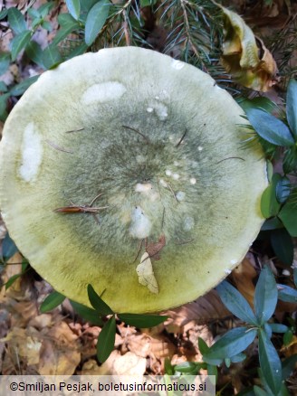 Russula aeruginea
