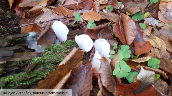 Pseudohydnum gelatinosum