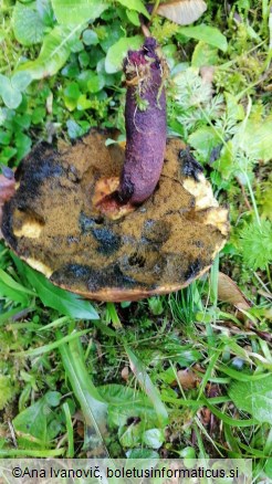 Boletus queletii