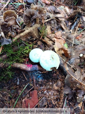 Lycoperdon perlatum