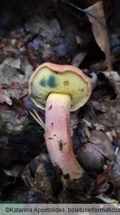 Rheubarbariboletus armeniacus