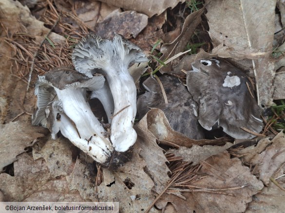 Hygrophorus marzuolus