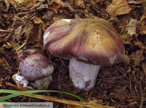 Cortinarius cumatilis
