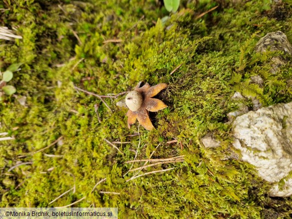 Geastrum fimbriatum