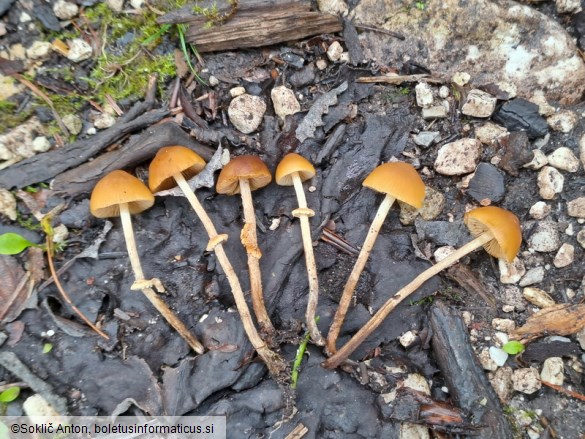 Pholiotina teneroides