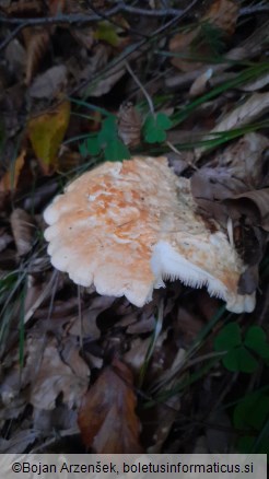 Hydnum repandum