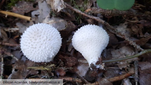 Lycoperdon perlatum