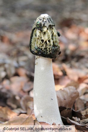 Phallus impudicus