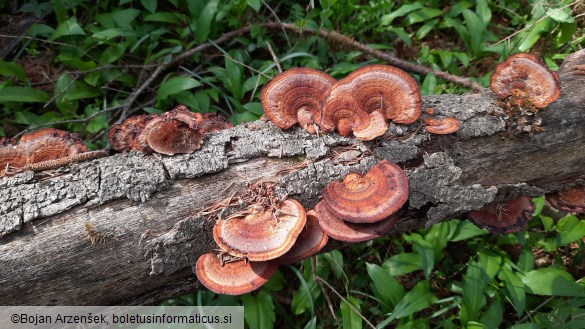 Daedaleopsis tricolor