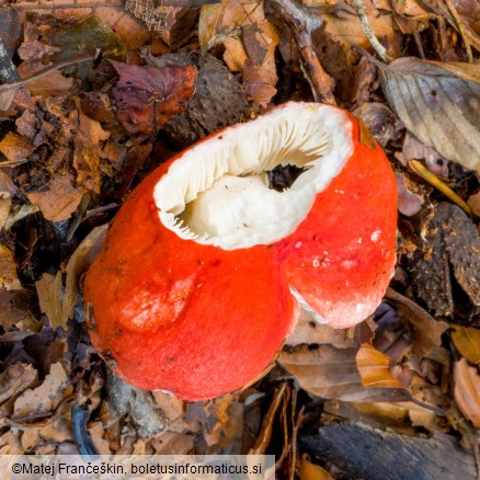Russula lepida