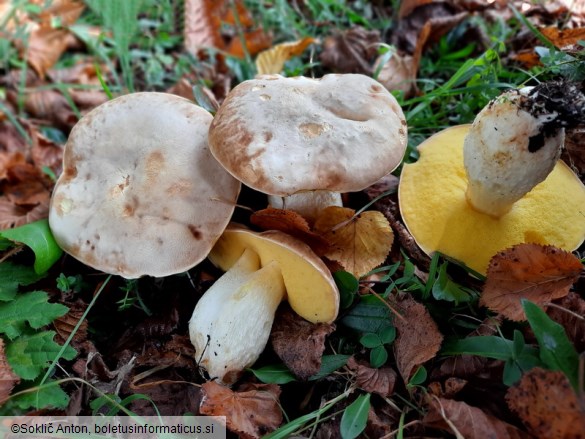 Hemileccinum impolitum