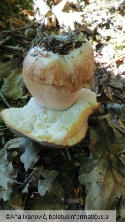 Boletus aereus