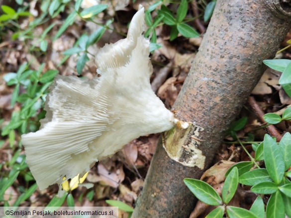 Pleurotus pulmonarius