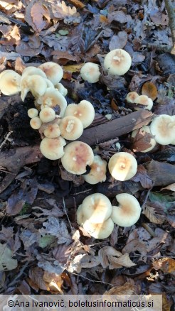 Hypholoma fasciculare