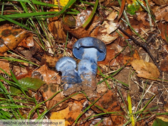 Cortinarius pseudocyanites