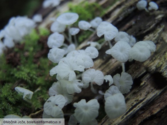 Hemimycena hirsuta