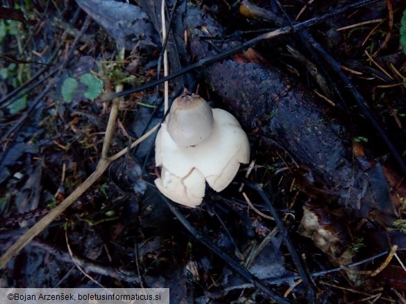 Geastrum fimbriatum