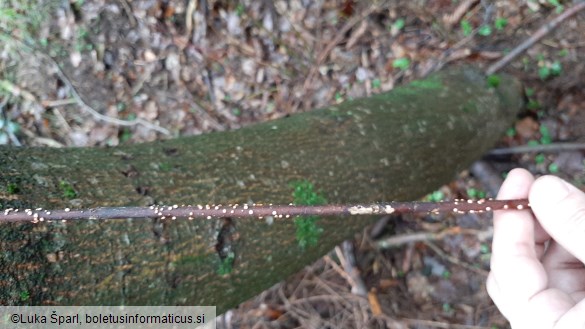 Tubercularia vulgaris