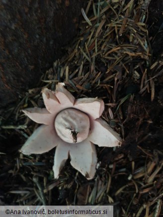 Geastrum rufescens