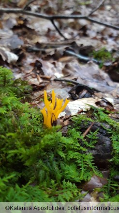 Calocera viscosa